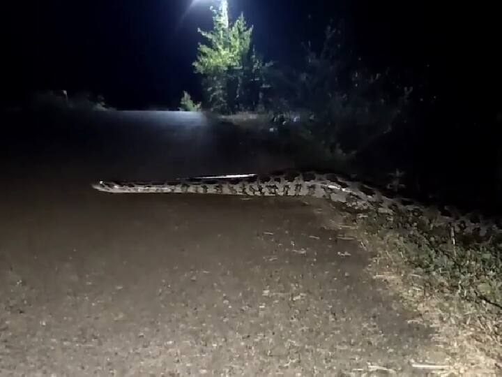 Video of snake passing road in the forests goes viral on twitter Watch Video: நெல்லையை அச்சுறுத்தும் மலைப்பாம்பு.. திகிலில் ஊர் மக்கள்.! அசர வைக்கும் வைரல் வீடியோ !