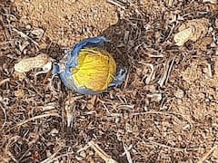 Natu Bombs In Kurnool: పొలం పనులు చేస్తూ బిజీగా రైతన్న - నాటు బాంబు చూసి ఒక్కసారిగా షాక్ !