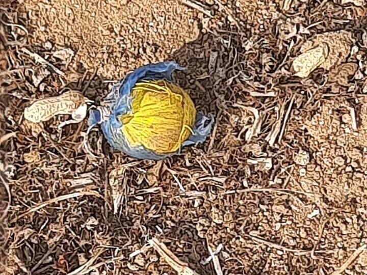 Natu Bombs Found at Agriculture land in Kurnnol District Natu Bombs In Kurnool: పొలం పనులు చేస్తూ బిజీగా రైతన్న - నాటు బాంబు చూసి ఒక్కసారిగా షాక్ !