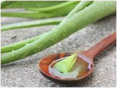 चमकणारी त्वचा आणि चमकदार केसांसाठी कोरफड फायदेशीर, जाणून घ्या फायदे...