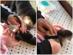 वाइल्ड लाइफ केयर सेंटर में बेबी मंकी की हो रही खातिरदारी, दिल जीत लेगा वीडियो