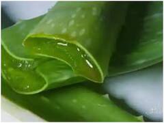 चमकणारी त्वचा आणि चमकदार केसांसाठी कोरफड फायदेशीर, जाणून घ्या फायदे...