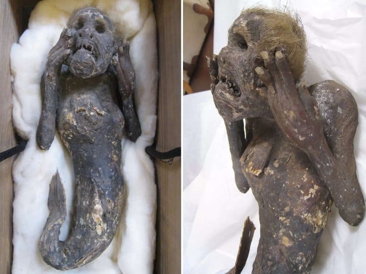 Once upon a time mermaids really existed, it feels real when you look at this mummy in Japan Mermaid: ఒకప్పుడు సాగరకన్యలు నిజంగానే ఉండేవా, ఈ మమ్మీని చూస్తే నిజమే అనిపిస్తుంది