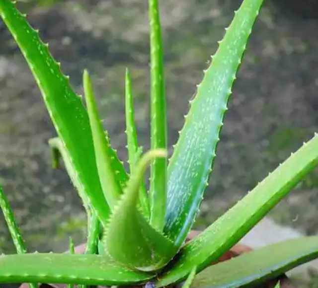 Agriculture News:  Know about aloe vera farming check in details Aloe Vera Farming: ઓછું રોકાણ કરીને એલોવેરાની ખેતીમાં કમાઈ શકો છો પાંચ ગણો નફો, જાણો વિગત