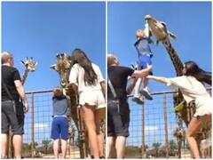 जिराफ को खाना खिलाना बच्चे को पड़ा भारी, माता-पिता ने मिलकर बचाई जान