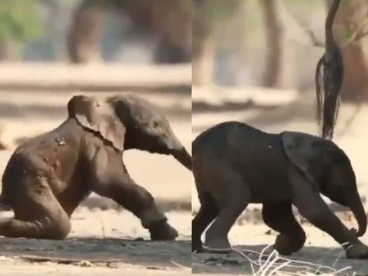 baby elephants ahead first step goes viral on internet - Watch video Watch video : பிறந்து முதல் அடியை எடுத்து வைத்த யானை குட்டி... தட்டித்தடுமாறி தடம் பதித்த வைரல் வீடியோ!