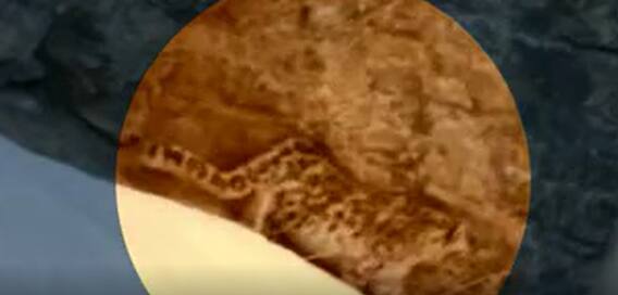 Snow Leopard Spotted at Spiti Valley: మంచు చిరుతను చూసిన ఇండో టిబెట్ బోర్డర్ పోలీసులు| ABP Desam