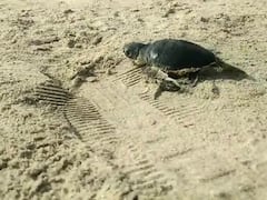 PHOTO : महाराष्ट्र किनारपट्टीवर पहिल्यांदाच 'ग्रीन सी टर्टल'चं घरटं, कासवाची 74 पिल्लं तारकर्ली समुद्रात