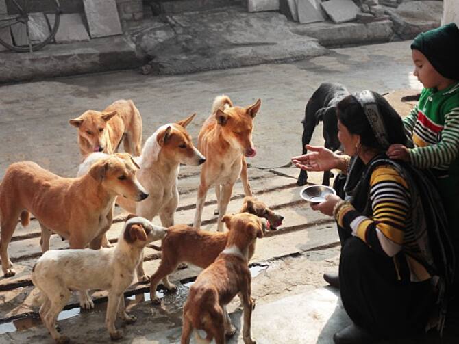 Supreme Court Stays Delhi HC Order Stating Stray Dogs Have Right To Food Supreme Court Stays Delhi HC Order Stating Stray Dogs Have Right To Food