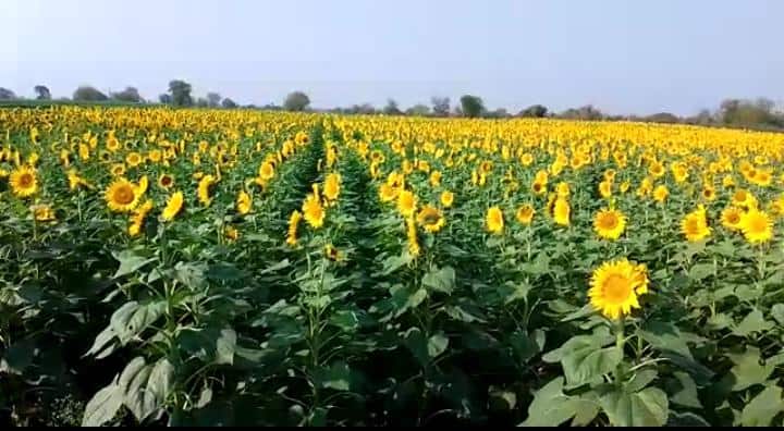 Sunflower crop flourishes in Tarhadi area of ​​Dhule, How to cultivate sunflower? Sunflower Farming : धुळ्यातील तऱ्हाडी परिसरात सूर्यफूल पीक बहरले!