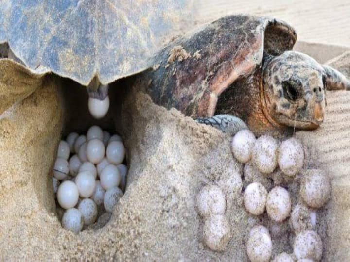 Ramanathapuram: The breeding season of turtles has begun - 12,227 eggs have been collected so far in Dhanushkodi alone தொடங்கியது ஆமைகளின் இனப்பெருக்க காலம் - தனுஷ்கோடியில் மட்டும் இதுவரை 12,227 முட்டைகள் சேகரிப்பு