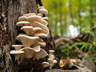 Oyster Mushroom : எல்லா சத்தும் கிடைக்கும்! சிப்பி காளான் சாப்பிடுங்க! இவ்வளவு பலன்கள் இருக்கு.!