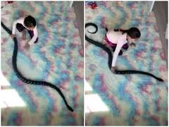 फर्श पर फुर्ती से रेंगता नजर आया खतरनाक सांप, बच्ची ने एक ही झटके में दबोच ली गर्दन