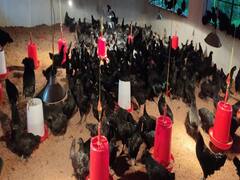 Chhattisgarh News: कड़कनाथ मुर्गे के शौकीनों के लिए छत्तीसगढ़ सरकार का बड़ा कदम, जानें कैसे आसानी से मिलेगा स्वाद