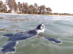 PHOTO : महाराष्ट्र किनारपट्टीवर पहिल्यांदाच 'ग्रीन सी टर्टल'चं घरटं, कासवाची 74 पिल्लं तारकर्ली समुद्रात