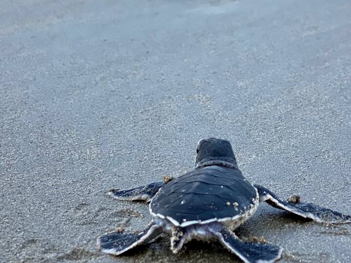 Sindhudurg Green Sea Turtle Maharashtra's first Green Sea Turtle nest recorded 74 cubs chicks nested in Konkan Sindhudurg Green Sea Turtle : महाराष्ट्रात पहिल्या 'ग्रीन सी टर्टल' घरट्याची नोंद, कोकण किनाऱ्यावर घरट्यातून 74 पिल्लं तारकर्ली समुद्रात