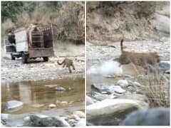 पिंजरा खुलते ही जंगल में तेजी से भागता दिखाई दिया खुंखार तेंदुआ, वीडियो हुआ वायरल