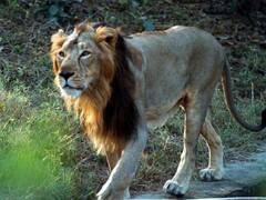 Delhi: दिल्ली के चिड़ियाघर में पिछले ढाई सालों में शेर और बाघ जैसे 7 बड़े शिकारी जानवरों की हुई मौत, रिपोर्ट में हुआ खुलासा