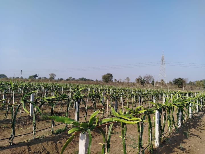 युट्युबच्या माध्यमातून त्यांनी या शेतीबाबत इत्यंभूत माहिती जाणून घेतली.