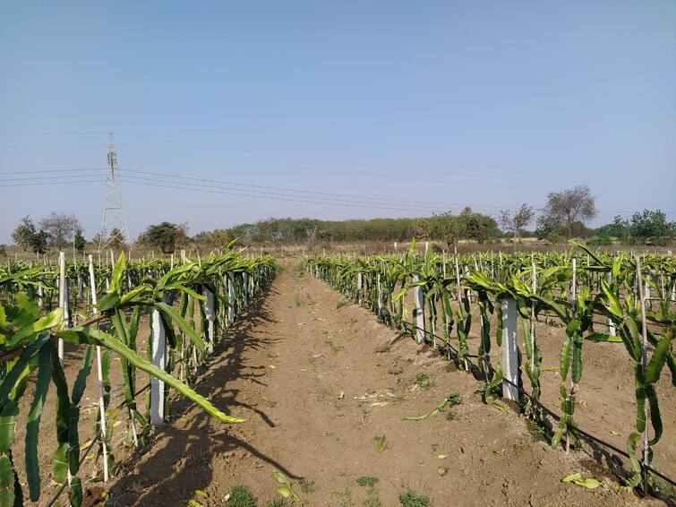 Maharashtra Chandrapur News  Dragon Fruit Lessons Learned via YouTube Chandrapur : युट्युबच्या माध्यमातून गिरवले ड्रॅगन फ्रुटच्या शेतीचे धडे