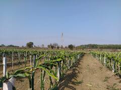 Chandrapur : युट्युबच्या माध्यमातून गिरवले ड्रॅगन फ्रुटच्या शेतीचे धडे