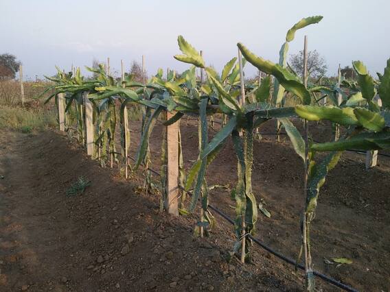 युट्युबच्या माध्यमातून गिरवले ड्रॅगन फ्रुटच्या शेतीचे धडे