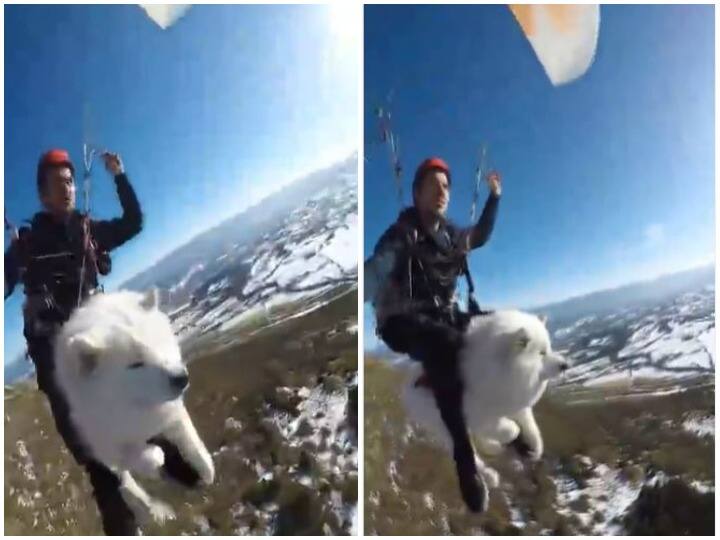 Doggy is seen paragliding at the height of the mountains video is shocking पहाड़ों की ऊंचाई पर पैराग्लाइडिंग करता दिखा डॉगी, हौरान कर रहा वीडियो