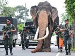 ஆசியாவின் மிகப்பெரிய யானை ராஜா மரணம்! இலங்கை அரசு தேசிய பொக்கிஷமாக பாதுகாக்க முடிவு!