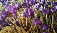 Saffron Farming: લાલ સોનુ કહેવાય છે આ ખેતી, કરોડોનો નફો કમાઈ શકે છે ખેડૂતો