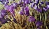 Saffron Farming: લાલ સોનુ કહેવાય છે આ ખેતી, કરોડોનો નફો કમાઈ શકે છે ખેડૂતો