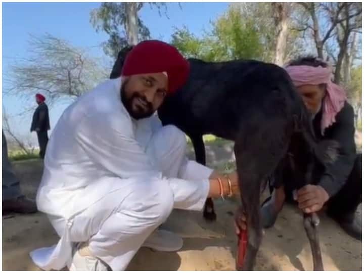 Punjab CM Charanjit Singh Channi Goat milking video viral on social Media before Punjab Election result Watch: चुनाव नतीजों से ठीक पहले बकरी का दूध निकालते दिखे पंजाब के सीएम चरणजीत सिंह चन्नी, वीडियो वायरल