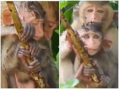 बारिश के दौरान बच्चे को बचाती नजर आई मादा बंदर, वीडियो में दिखा ममता का सागर