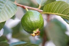 Benefits Of Guava: রোজ পেয়ারা খাচ্ছেন? শরীরের কী উপকার হচ্ছে জানেন?