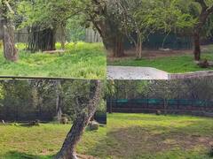 Delhi Zoo: दिल्ली चिड़ियाघर में बीते ढाई सालों में हो चुकी है 6 शेर और टाइगर की मौत, यह है मौत के पीछे की वजह