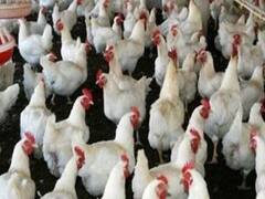 Poultry Production: ਖ਼ਰਚਾ ਘਟਾਉਣ ਤੇ ਉਤਪਾਦਨ ਵਧਾਉਣ ਲਈ ਪੋਲਟਰੀ ਫਾਰਮ ਵਿੱਚ ਕਰ ਲਓ ਇਹ ਦੋ ਜ਼ਰੂਰੀ ਕੰਮ, ਫਿਰ ਦੇਖਿਓ ਕਮਾਲ !