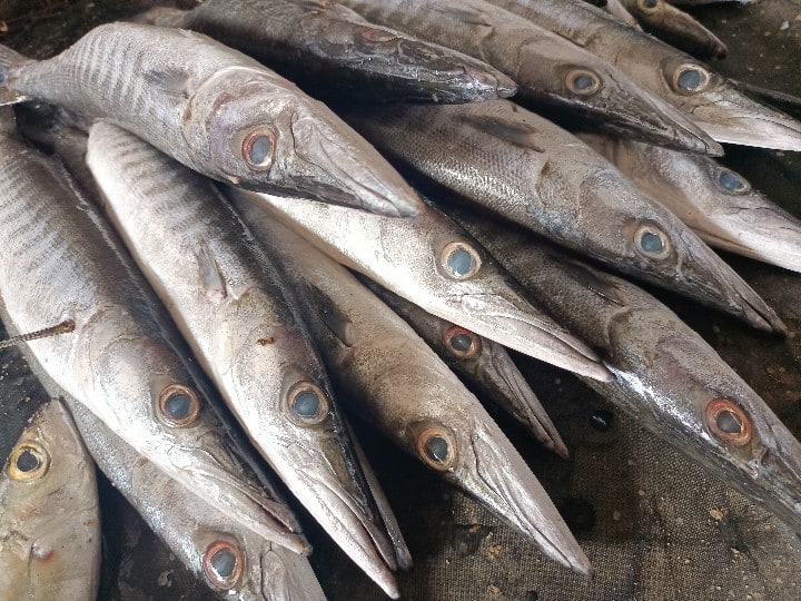 Ramanathapuram fishermen feels content as Seela Barracudas fish season  started | மீனவர்களின் பாக்கெட்டை நிரப்பும் சீலா மீன் சீசன் தொடக்கம்.. நீங்க  தெரிஞ்சுக்க வேண்டியது ...