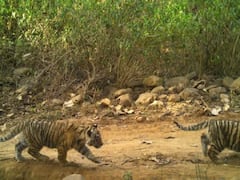 Sariska Tiger Reserve में 27 हुई बाघों की संख्या, सीएम गहलोत ने शेयर की खास तस्वीर  