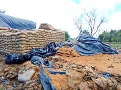 மயிலாடுதுறை ஆட்சியரின் உத்தரவை மதிக்காத அதிகாரிகள் - 3500 மெட்ரிக் டன் நெல் வீணாகும் அபாயம்