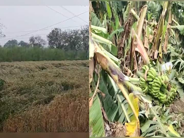 Maharashtra Unseasonal rains, hailstorms damage rabi crops in Nandurbar, Dhule Maharashtra Rains : नंदुरबारमध्ये गारपिटीमुळे हातातोंडाशी आलेला घास हिरावला, धुळ्यात गहू, हरभऱ्याचं नुकसान