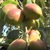 Rare Kashmir Apple Ber Cultivation in Nizamabad: యాపిల్ బేర్ పండిస్తున్న ఏకైక రైతు ఇతనే! | ABP Desam