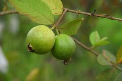Benefits Of Guava: রোজ পেয়ারা খাচ্ছেন? শরীরের কী উপকার হচ্ছে জানেন?