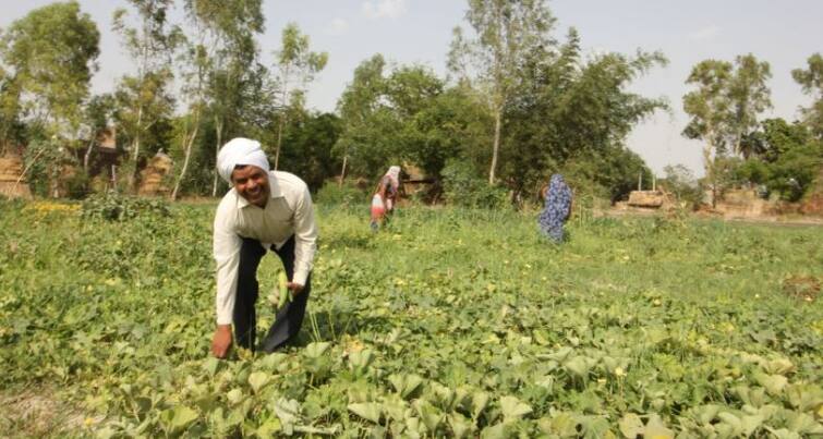 Natural Farming syllabus to start in Gujrat headquarter to set up at Halol check details Natural Farming: ગુજરાતમાં શરૂ થશે પ્રાકૃતિક ખેતીનો અભ્યાસક્રમ, જાણો વિગત