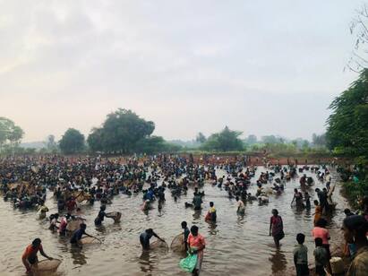 The fishing festival was attended by a large number of villagers watch video |  மதுரை மேலூர் அருகே கோலாகலமாக நடந்த மீன்பிடித் திருவிழா - கூட்டம் கூட்டமாக மீன்பிடித்த கிராம மக்கள்