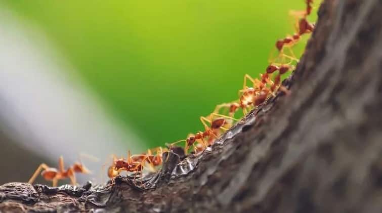 ants move in a straight line know the interesting facts ਕੀ ਤੁਸੀਂ ਜਾਣਦੇ ਹੋ ਕਿ ਆਖਰ ਕਿਉਂ ਇੱਕ ਹੀ ਲਾਈਨ 'ਚ ਚੱਲਦੀਆਂ ਕੀੜੀਆਂ, ਇਸ ਪਿੱਛੇ ਦਾ ਹੈਰਾਨੀਜਨਕ ਕਾਰਨ