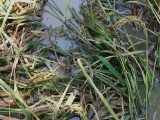 Untimely rain : मराठवाडा विदर्भासह राज्यातील काही भागात अवकाळीचा फटका, बळीराजा चिंतेत, अनेक ठिकाणी विजपुरवठा खंडीत