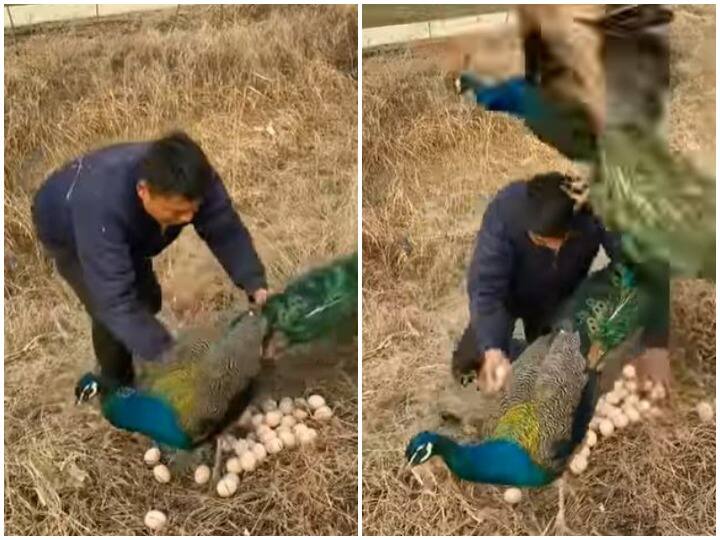 Peacock attacked the person who came to steal the peacock's eggs मोरनी के अंडों की चोरी शख्स को पड़ी भारी, मोर ने किया हमला 