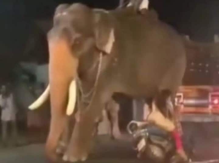 ‘વાહ દીદી વાહ’.... યુવતીએ હાથી સાથે ટકરાવી સ્કૂટી, મહાવતને ઉડાવી દીધો, જુઓ Viral Video girl hits elephant by scooty, Viral Video ‘વાહ દીદી વાહ’.... યુવતીએ હાથી સાથે ટકરાવી સ્કૂટી, મહાવતને ઉડાવી દીધો, જુઓ Viral Video