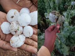 MP News: मध्य प्रदेश में कई जगह बेमौसम बरसात से फसलें खराब, अफीम की फसल को हुआ भारी नुकसान