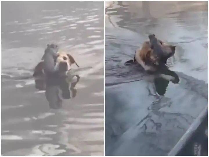 Doggy came forward to help the drowning squirrel risking his life ડૂબતી ખિસકોલીની મદદ માટે આગળ આવ્યો ડોગી, જીવ જોખમમાં મૂકીને પાણીમાં કૂદી પડ્યો, જુઓ વીડિયો