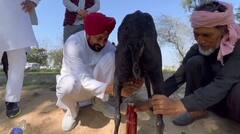 Punjab Election 2022: ਸੁਖਬੀਰ ਬਾਦਲ ਨੇ ਮੁੱਖ ਮੰਤਰੀ ਚੰਨੀ ਨੂੰ ਬੱਕਰੀਆਂ ਦਾ ਦੁੱਧ ਚੋਣ ਤੋਂ ਵਰਜਿਆ